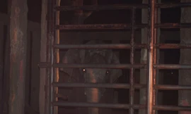 'Voi quật chết người' vì bị stress?