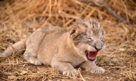 Cận cảnh 2 sư tử con đầu tiên được sinh ra trong ống nghiệm