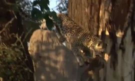 Màn săn mồi 'phóng như tên lửa' của báo đốm