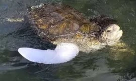 Rùa biển bị thương được gắn chân giả sau 20 năm