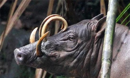 10 con vật có ngoại hình kỳ dị mà ít người biết tới