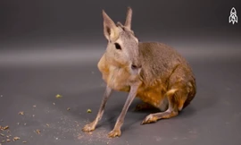 Loài thú giống con lai giữa thỏ và kangaroo