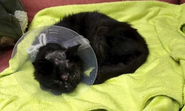 Chú mèo sống sót kỳ diệu dù bị bắn trúng 18 viên đạn