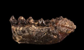 Tìm thấy hoá thạch động vật là “tổ tiên” sớm nhất của con người