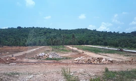 Cò đất đồng loạt rút khỏi Phú Quốc