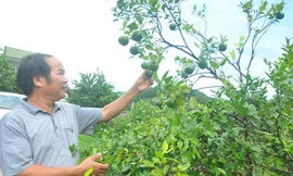 'Phù thủy' nông dân xem hướng để... trồng cam