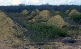 Bí ẩn những gò mối 4.000 năm tuổi ở Brazil
