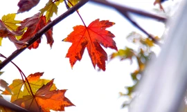 Sững sờ hàng phong chuyển màu lá đỏ trên phố Hà Nội