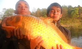 Câu được cá chép vàng 10 kg ở Biển Hồ