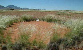 Những hình tròn bí ẩn trên hoang mạc châu Phi