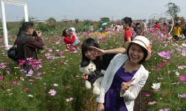 Nhảy flashmob đón giao thừa