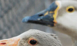 Nhà tù sử dụng hệ thống báo động bằng... ngỗng