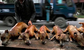 Thịt chó  Việt Nam trong mắt người nước ngoài