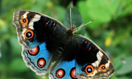 Phát sốt với 'mỹ nữ' trong tự nhiên