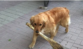 Chú chó thích… quét đường