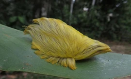 Kỳ lạ loài sâu bướm hiếm có lông vàng như nghệ