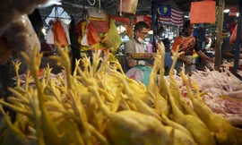 Khu bán gà tươi ở chợ Kampung Baru ở thủ đô Kuala Lumpur, Malaysia, ngày 31/5. (Ảnh: AP)