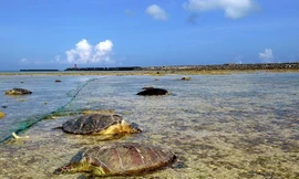 Những con rùa bị đâm chết hoặc thương nặng trên bờ biển Kumejima, Nhật Bản