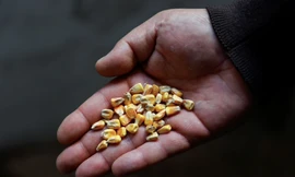 Một lượng lớn ngũ cốc đang mắc kẹt trong các cảng biển của Ukraine. (Ảnh minh hoạ: Reuters)