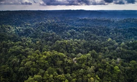 Vùng Kalimantan dự kiến sẽ trở thành nơi đặt thủ đô mới của Indonesia