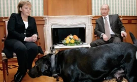 Chú chó Koni có mặt trong cuộc Tổng thống Nga Vladimir Putin tiếp Thủ tướng Đức Angela Merkel năm 2007. (Ảnh: Getty)