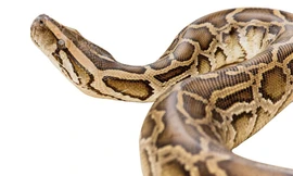 Người phụ nữ Indonesia bị trăn khổng lồ nuốt chửng 