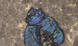 Hóa thạch bọ cánh cứng 47 triệu năm trước