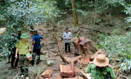Khởi tố vụ phá rừng đặc dụng ở Gia Lai