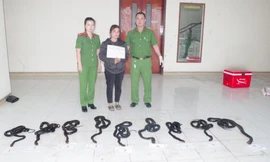 Người phụ nữ vận chuyển 9 cá thể rắn hổ mang chúa