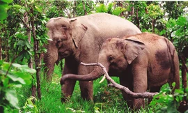 Thú hoang - Không nơi ẩn nấp