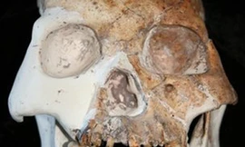 Tìm thấy hóa thạch của giống người mới