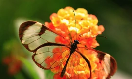 Lạ với loài bướm trong suốt đẹp lung linh