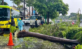Cây xanh bật gốc, giao thông rối loạn trong cơn mưa lớn chiều nay ở TPHCM