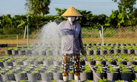 Làng hoa Tết lớn nhất TPHCM tất bật cho vụ cuối năm