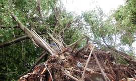 Bão làm đường ngập, nhà sập, cây xanh đổ