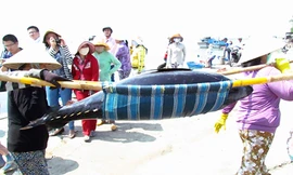 Hàng trăm ngàn ngư dân thiệt thòi