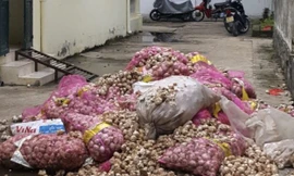 Số tỏi không rõ nguồn gốc được ngành chức năng tập kết lại 