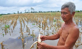 Lũ về Đồng Tháp sớm, hoa màu chết 'tức tưởi'