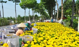 Hoa kiểng miền Tây khoe sắc rời quê lên phố