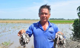 Nhộn nhịp bắt chuột đồng mùa lũ kiệt