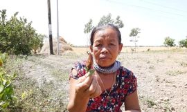 Người dân ngày đêm oằn mình với hạn mặn khốc liệt nhất lịch sử