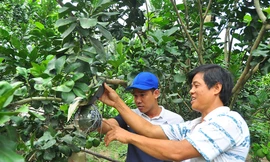 Trái cây độc, lạ rục rịch chờ tết