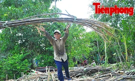 Hậu Giang: Dân trồng mía 'điêu đứng' vì nước lũ