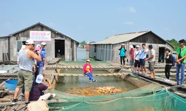 Du lịch ĐBSCL thiệt hại nặng do dịch COVID - 19