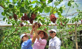 Vườn nho trĩu quả trên vùng đất phèn mặn thu hút khách du lịch