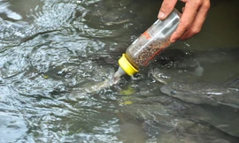 Độc đáo đàn cá lóc... bú bình sữa ở miền Tây