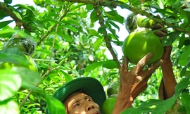 Ngắm vườn đào tiên trăm triệu của lão nông Hậu Giang