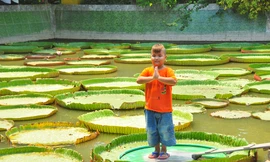 Lá sen 'độc nhất vô nhị' ở Việt Nam, người đứng lên không chìm