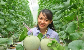 Mê mẩn vườn dưa lưới của nữ thạc sĩ 8X ở Vĩnh Long