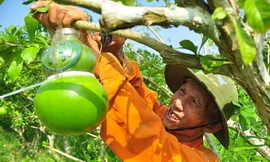 Mê mẩn với vườn đào tiên thư pháp của lão nông miền Tây